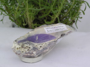 small oyster shell candle